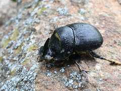 Copris hispanus cavolinii