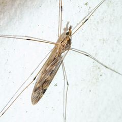 Tipula rufina