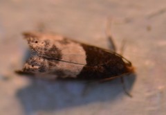 Notocelia cynosbatella