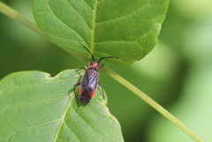Taedia