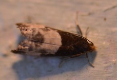 Notocelia cynosbatella