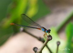 Ceriagrion cerinorubellum