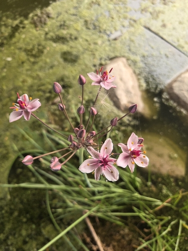 Flowering-rush