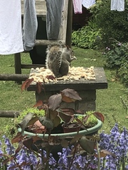 Sciurus carolinensis