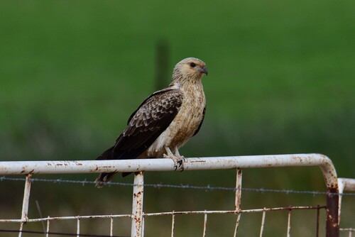 Whistling Kite
