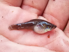 Xiphophorus variatus