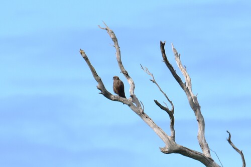 Brown Falcon