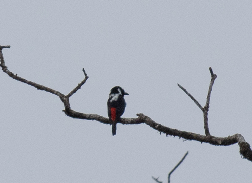 Mountain Peltops (Peltops montanus), photo 9