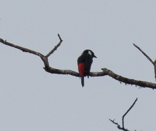 Mountain Peltops (Peltops montanus), photo 7
