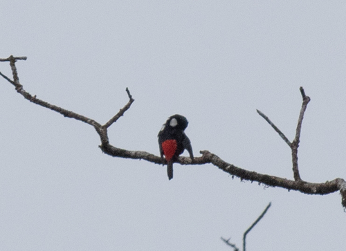 Mountain Peltops (Peltops montanus), photo 8