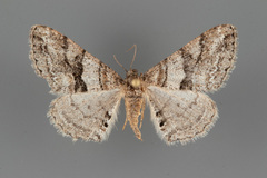 Prionomelia spododea