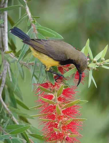 Ornate Sunbird
