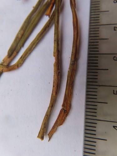 Scleroglossum pusillum observed 2006-08-12