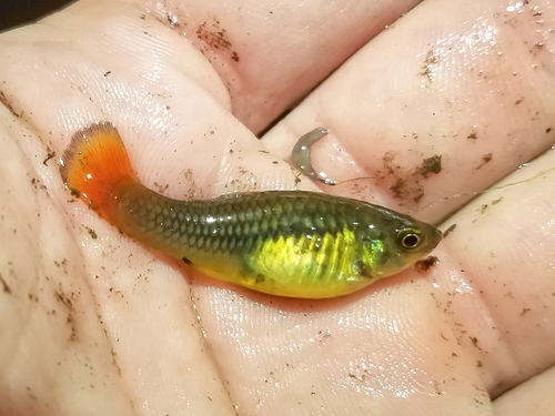 Variable Platyfish