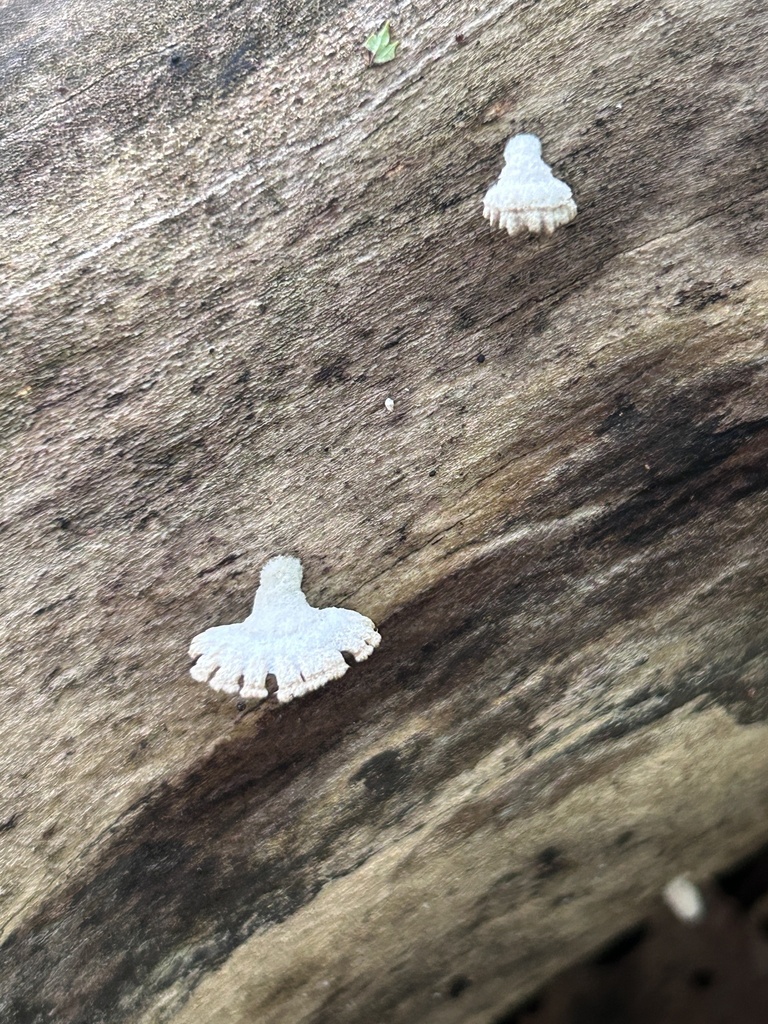 splitgill mushroom · August 2026 · photo: Photo: (c) Bonnie Semmling, some rights reserved (CC BY) · iNaturalist
