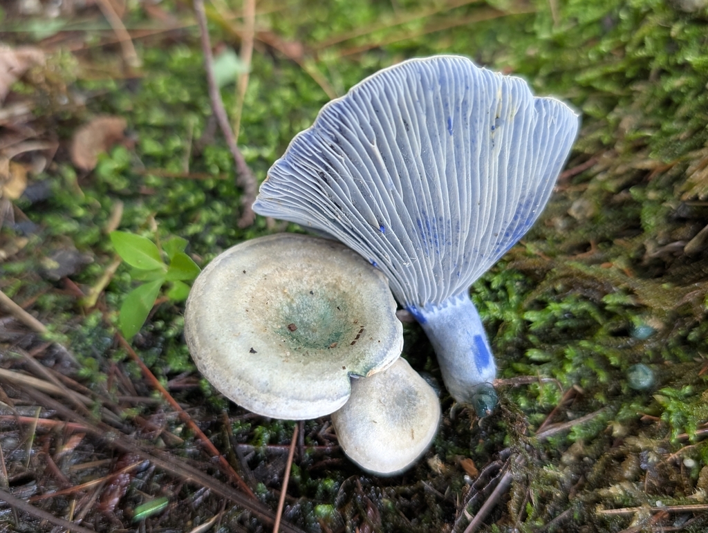 indigo milk cap · August 2026 · photo: Photo: (c) Ken-ichi Ueda, some rights reserved (CC BY) · iNaturalist