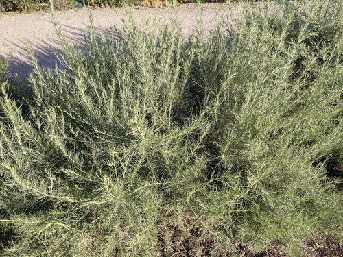 iNaturalist observation photo of California sagebrush