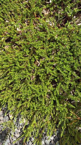 black crowberry