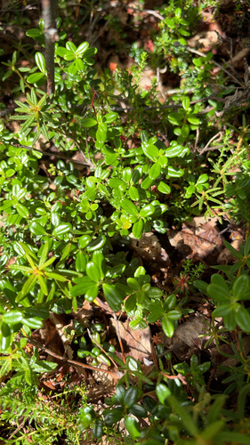 Lingonberry