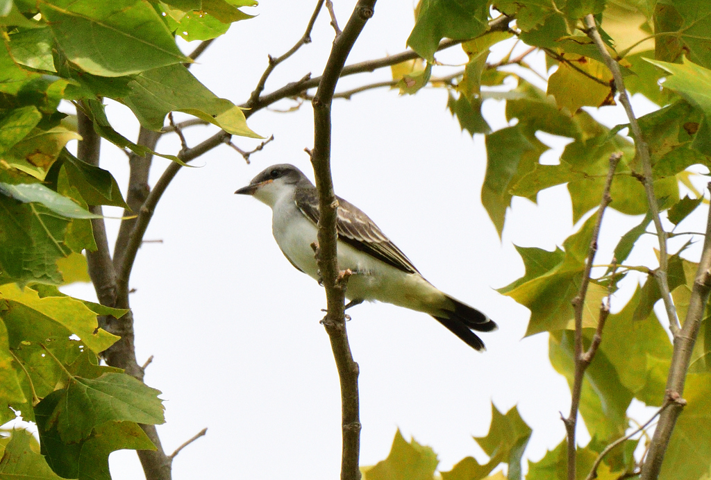 Eastern Kingbird × Scissor-tailed Flycatcher