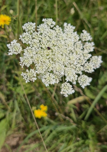 wild carrot