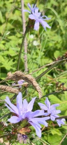 chicory