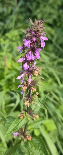 Marsh Woundwort