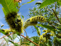 Leucanella viridescens