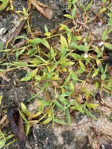 Thuarea involuta observed 2026-08-09