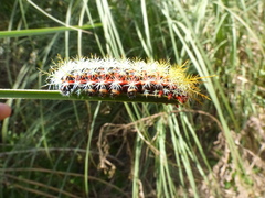 Pseudautomeris grammivora