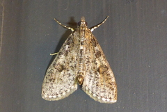 Palpita aenescentalis