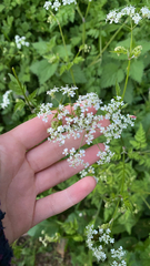 Anthriscus sylvestris