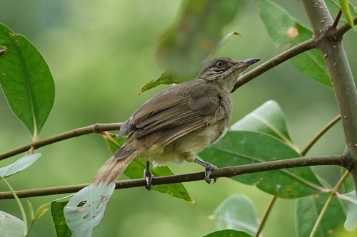 Streak-eared Bulbul