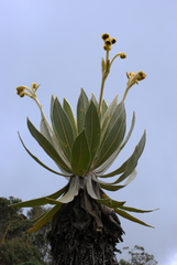 Espeletia frontinoensis