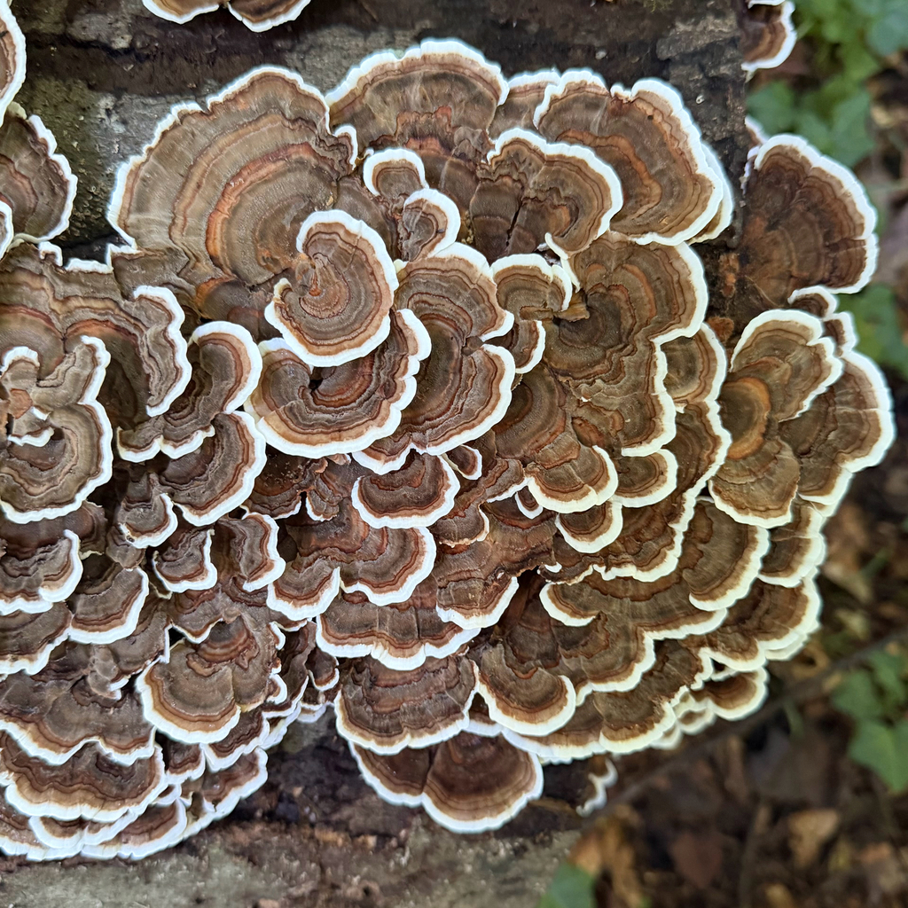 turkey-tail · August 2026 · photo: Photo: (c) Dan Vickers, some rights reserved (CC BY) · iNaturalist