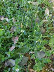 Cerastium holosteoides