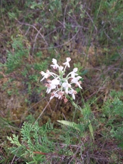 Platanthera blephariglottis, photograph (c) Chris Hoess, some rights reserved (CC BY-SA)