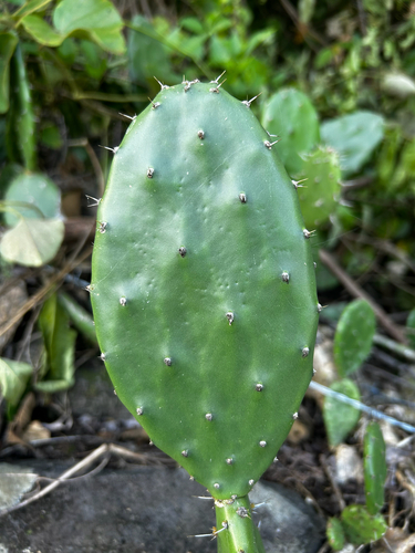 Opuntia guatemalensis