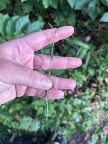 Brachyelytrum erectum, photograph 6