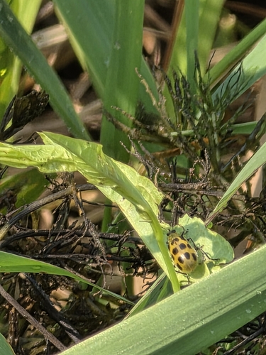 Spotted Cucumber Beetle