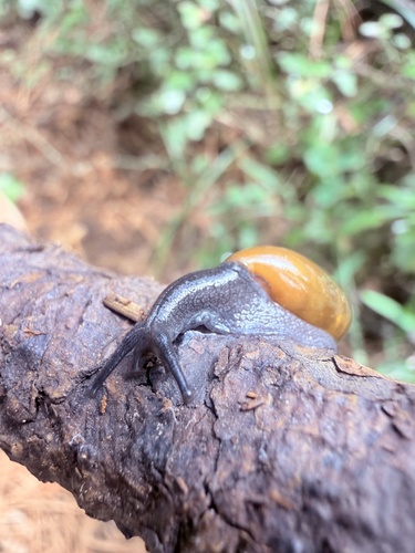 Streptostyla, 2026-08-08