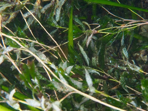 Sea Nymph