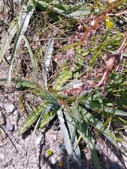 Hemizonia congesta lutescens