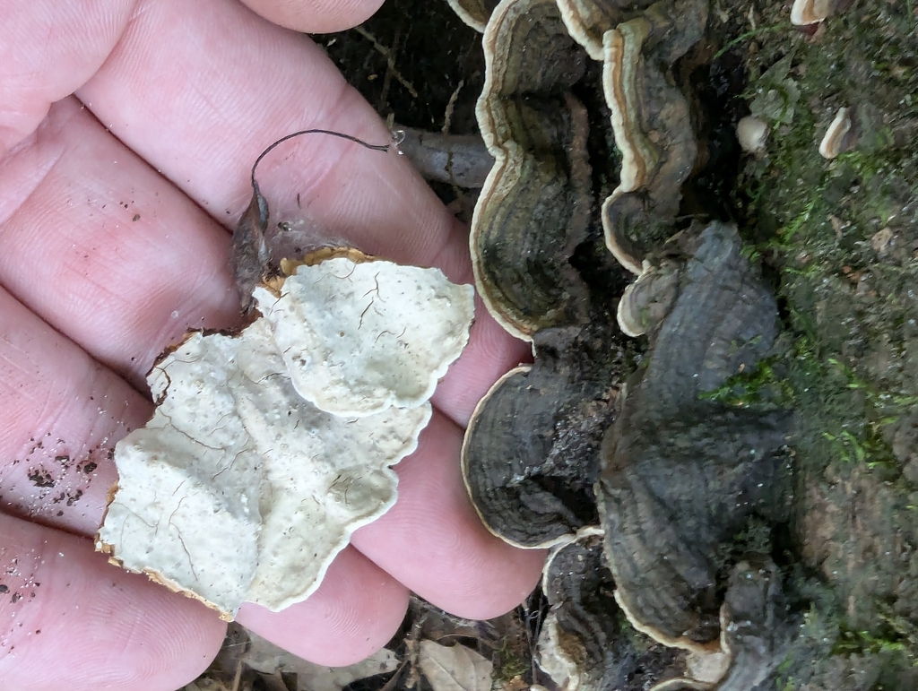Xylobolus subpileatus · August 2026 · photo: Photo: (c) Robert M Hallock, some rights reserved (CC BY) · iNaturalist