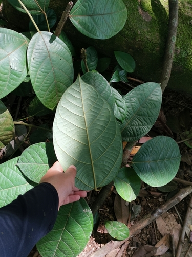 Limacia scandens observed 2020-02-26