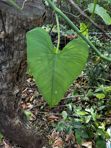 Philodendron jacquinii
