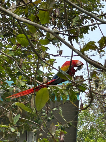 Scarlet Macaw