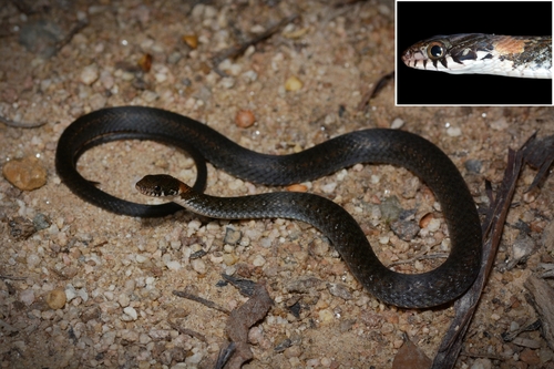 Pope's Keelback