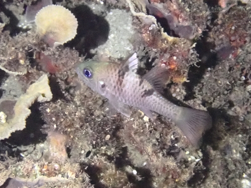 Pristicon trimaculatus observed 2026-08-07