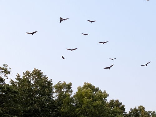 Turkey Vulture